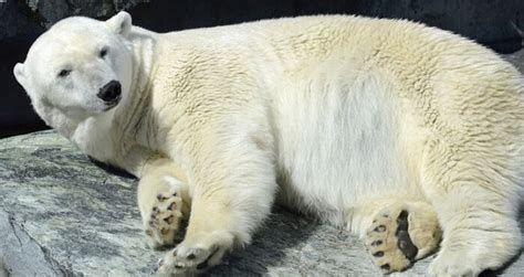 kutup ayısı ingilizce ve türkçe tanıtımı